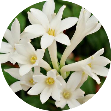 tuberose