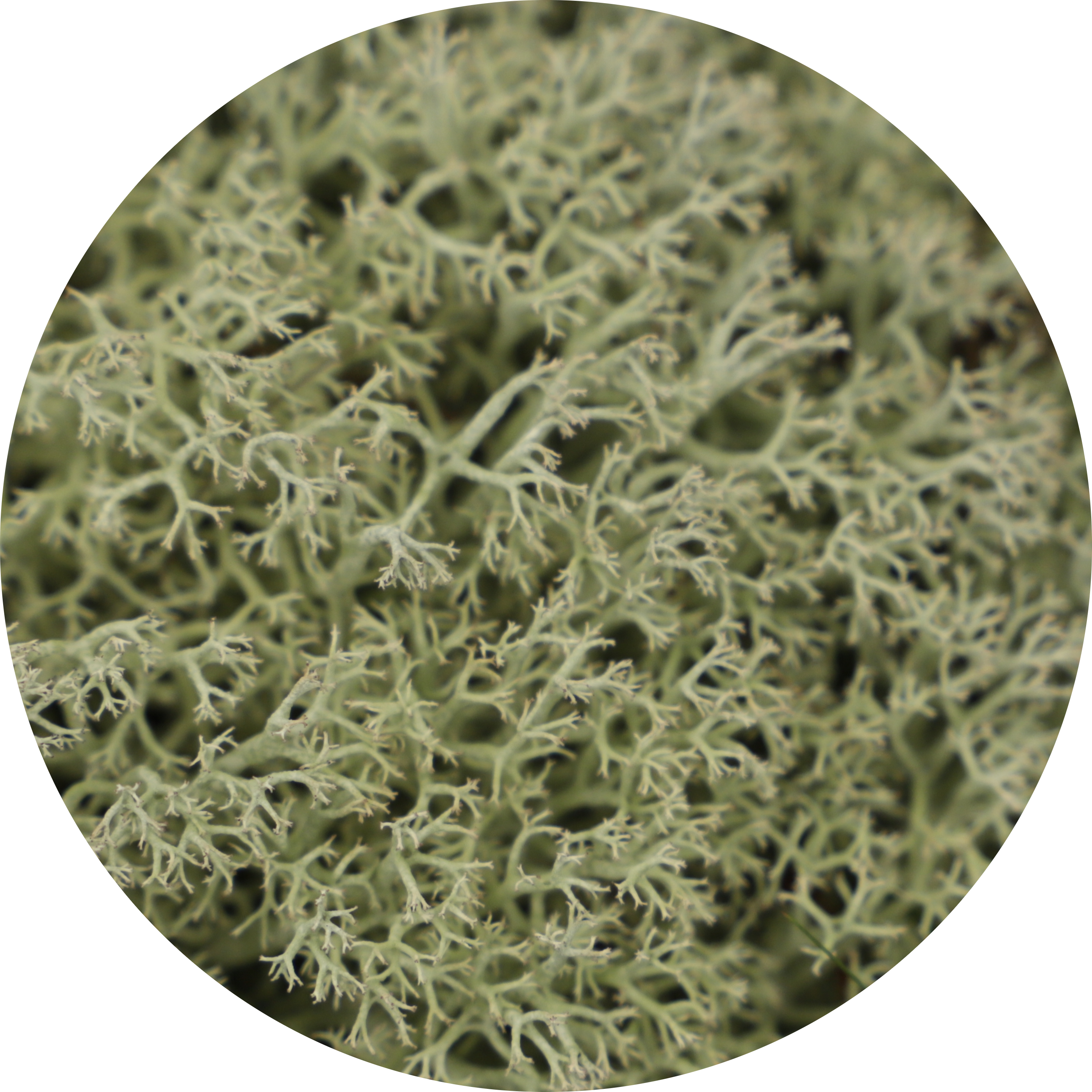 oakmoss