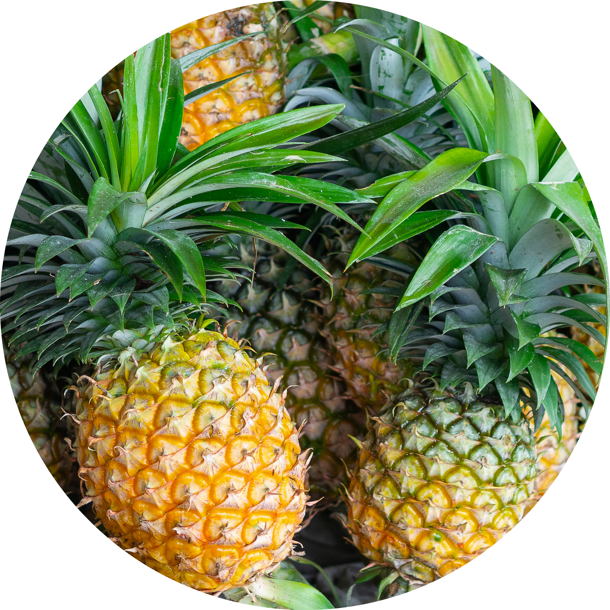 pineapple