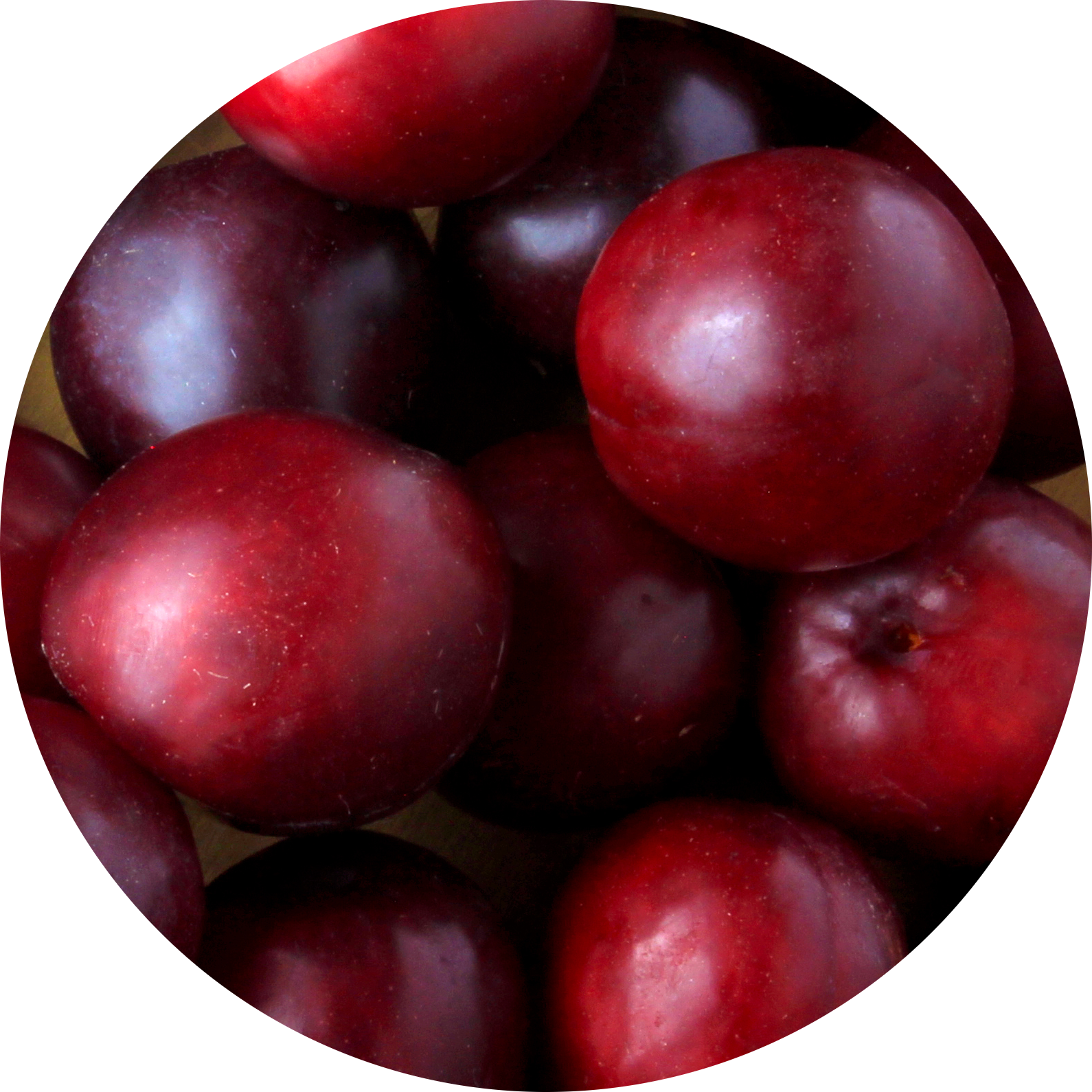 plum